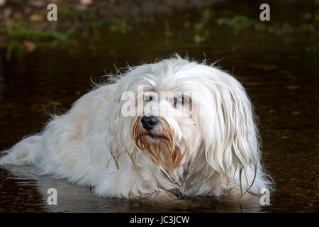 Kleiner weißer Hund liegt im Wasser und schaut den Fotografen schräg an. Stock Photo