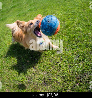 Kleiner brauner Hund spielt mit einem Tennisball, mit einem Weitwinkel Objektiv aufgenommen. Stock Photo