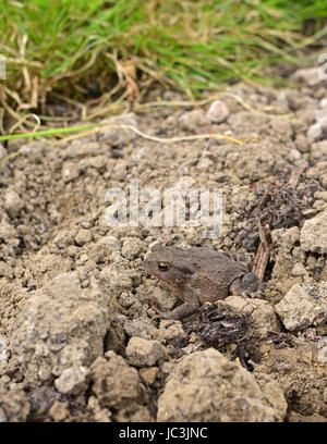 Small brown European toad sits on dry earth of a flower bed in a garden. The amphibian with warty skin is well camouflaged against the dirt. Stock Photo