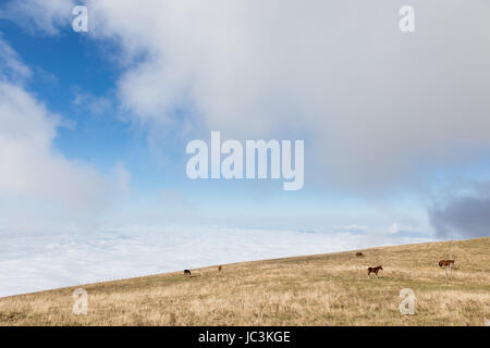 Some horses on a mountain, beneath a big blue sky with some very close clouds, and over a valley full of fog Stock Photo