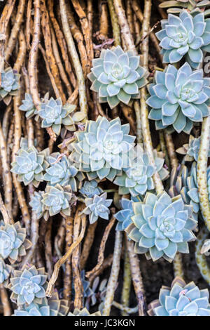 Succulent roses vines growing down a wall Stock Photo