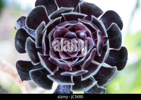Black tree aeonium (Aeonium arboreum Zwartkop) flower close-up