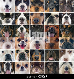 composite picture of head of dogs in studio Stock Photo