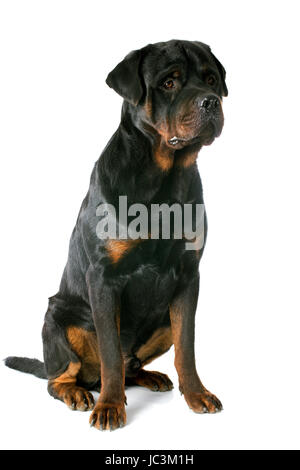 portrait of a purebred rottweiler in front of white background Stock Photo