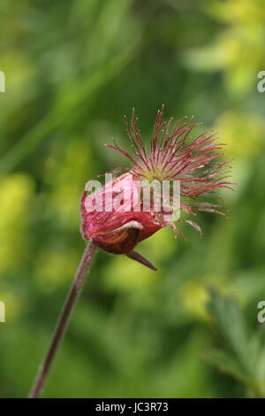 Geum rivale, commonly known as water avens. I found this in the Yorkshire Dales, North yorkshire, UK. Stock Photo