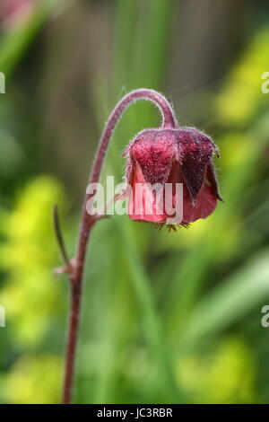 Geum rivale, commonly known as water avens. I found this in the Yorkshire Dales, North yorkshire, UK. Stock Photo