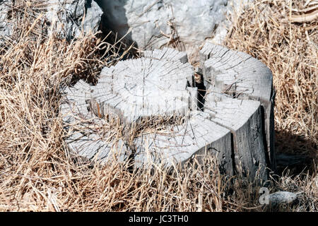 Old stump in the dry grass background Stock Photo