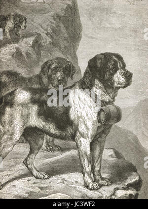 St Bernard Dogs with iconic Brandy Barrels 1889 illustration Stock Photo