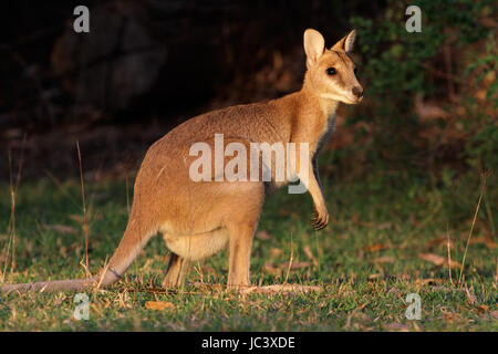 Female Agile Wallaby (Macropus agilis), Kakadu National Park, Northern territory, Australia Stock Photo