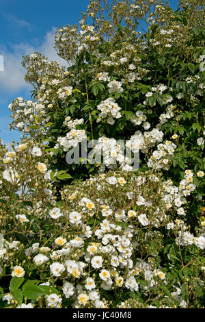 Rambling Rector rose climbing over a roise arch and in full bloom on a bright summer day, Berkshire, June Stock Photo