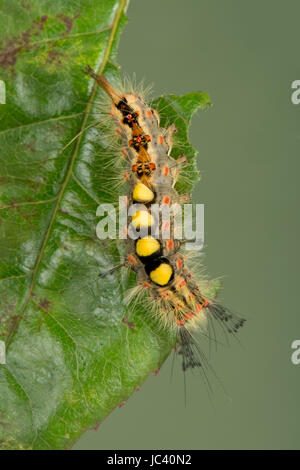 Vapourer or rusty tussock moth, Orgyia antiqua, caterpillar on a damaged rose leaf, Berkshire, June Stock Photo