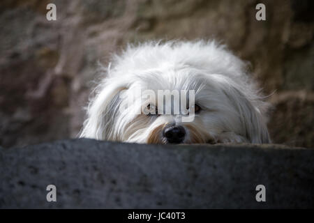 Ein kleiner weißer Hund liegt auf einer Steinstufe und blickt in die Kamera. Stock Photo