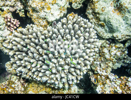 Heart-shaped horn coral inhabited by green Chromis<a href='http://en.wannadive.net/spot/Africa/Egypt/Marsa Alam/Marsa Mubarak/' target=' blank'>Marsa Mubarak</a> Marsa Alam, Al Bahr al Ahmar, Egypt Stock Photo