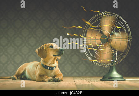 The dog is cooling down with the fan while watching the yellow ribbons in motion. Depth of field in eyes line and center of the fan. Stock Photo