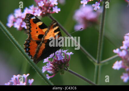 small tortoiseshell on blossom Stock Photo