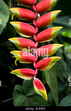 Hanging crab claw flower Stock Photo