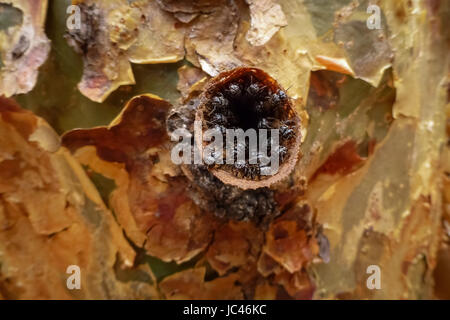 Close up of an insect nest in a tree hole, Chapada Diamantina, Brazil Stock Photo