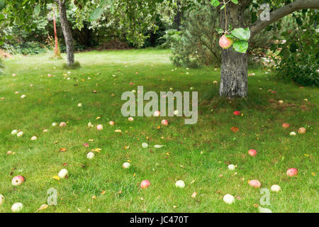 ripe apples lie on green lawn under apple tree in summer Stock Photo