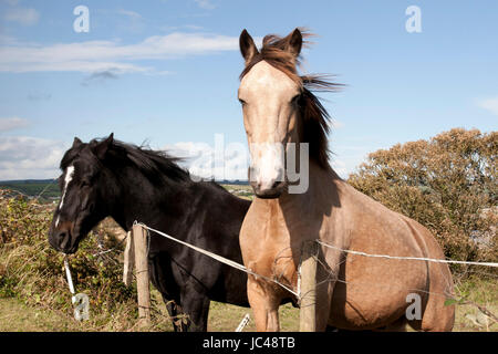 two Irish horses in the beautiful Ardmore countryside of county Waterford Ireland Stock Photo