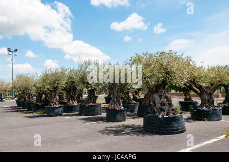 Large old olive trees in pots for sale at a French garden centre. Stock Photo