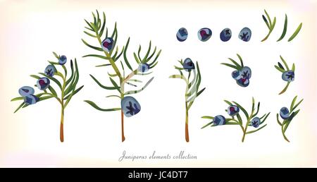 Juniper Branch and evergreen Leaves, blue Berries Seamless Pattern background. Natural plant set, elements collection in Watercolor style Herbal Vecto Stock Vector