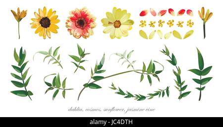 Vector flower elements set collection of Various Flowers Leaves Dahlia Cosmos Daisy Sunflower, petals, Jasmine vine Eucalyptus branch leaf. Stock Vector