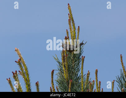 Dartford Warbler, Sylvia undata, with spider prey perched on pine tree with clear blue sky background in Dorset, UK Stock Photo