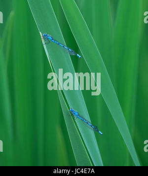 A pair of Azure Damselfly, Coenagrion puella, on reeds in Lancashire, UK Stock Photo