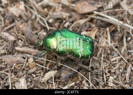 Rose chafer beetle (Cetonia aurata) Stock Photo