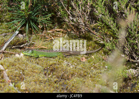Male sand lizard (Lacerta agilis) basking in Surrey heathland - showing green breeding colours Stock Photo