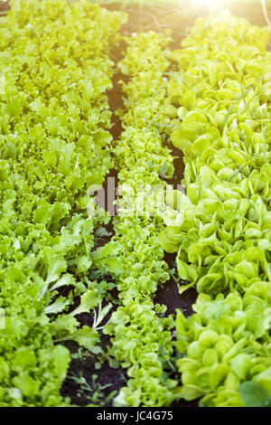 Beautiful straight rows of salad on garden bed at sunny day Stock Photo