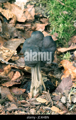 Elfin Saddle -  Helvella lacunosa Stock Photo