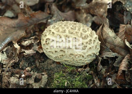 Common Earthball - Scleroderma citrinum Stock Photo