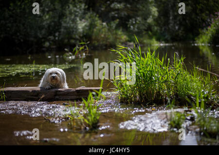 Ein kleiner weißer Hund liegt teilweise über ein Holzstück und schaut in die Kamera. Stock Photo