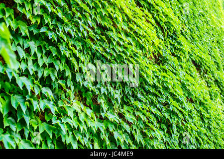 climbing ivy on building wall - sustainable building intertwined with green Stock Photo