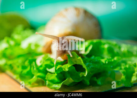 Home snail Akhatin on green salad Stock Photo