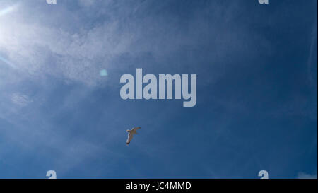 Blue sky at midday with seagulls Stock Photo