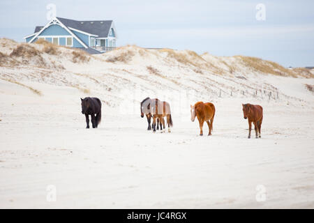 Wild Horses on Beach Stock Photo