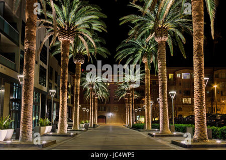 This is an image of a row of palm trees located in the heart of San Jose's downtown district. The scene is a well-lighted set of palm tree situated al Stock Photo