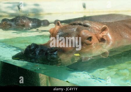Animal and Wildlife, Mostly Submerged Adult Hippopotamuses Amphibius, River Hippo or River Horse with Exposed Eyes, Ears, and Nostrils in The Glass Ca