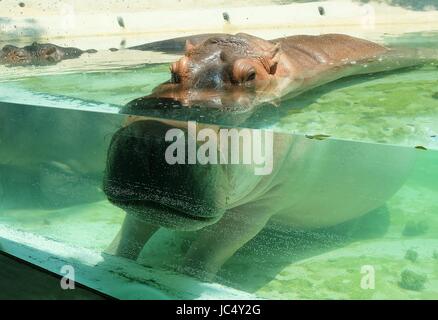 Animal and Wildlife, Mostly Submerged Adult Hippopotamuses Amphibius, River Hippo or River Horse with Exposed Eyes, Ears, and Nostrils in The Glass Ca