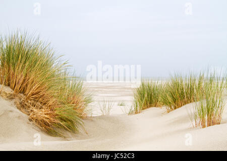 View between two dunes grown with Marram grass on a vast beach and the sea Stock Photo