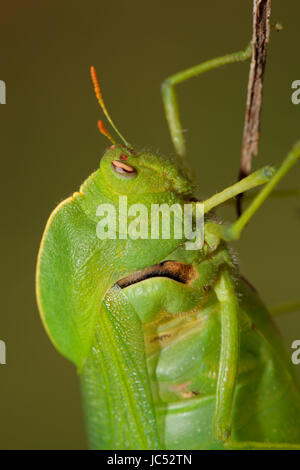 Portrait of a green bladder grasshopper (Bullacris intermedia), South Africa Stock Photo