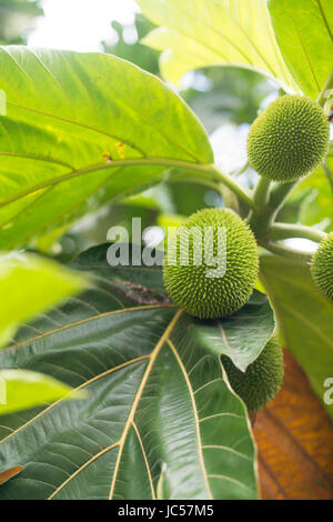breadfruit Stock Photo
