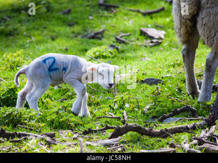 Baby lamb marked number two Stock Photo