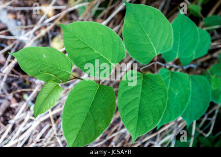 Japanese Knotweed, Fallopia japonica Reynoutria japonica, young leaves, invasive plant