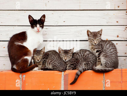 Three kittens sleeping next to his mother Stock Photo