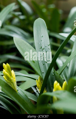 Clivia Miniata | Drops of water on the leaves