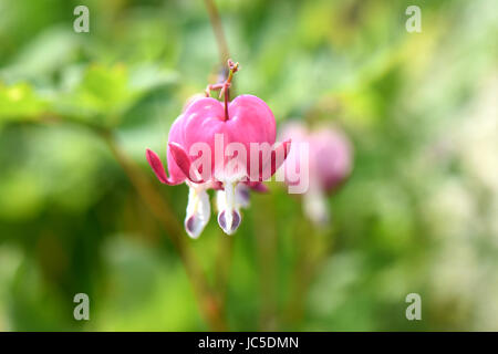 Beautiful bleeding heart blossoms in a perrenial garden. Stock Photo