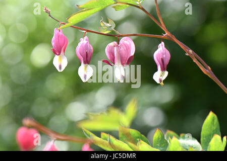 Beautiful bleeding heart blossoms in a perrenial garden. Stock Photo